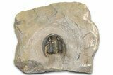 Diademaproetus Trilobite - Foum Zguid, Morocco #363128-2